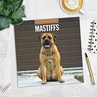 Mastiffs 2027 Wall Calendar
