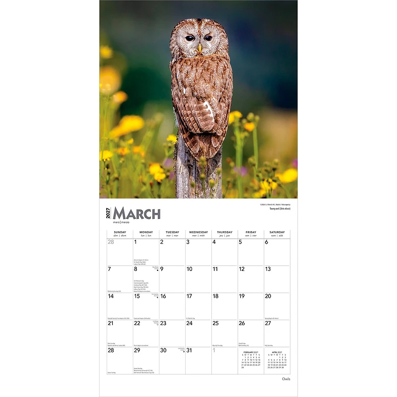 Owls 2027 Wall Calendar - Online Only