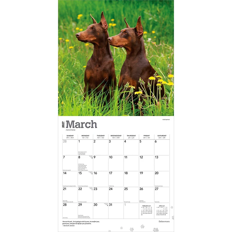 Dobermans 2027 Wall Calendar