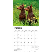 Dobermans 2027 Wall Calendar