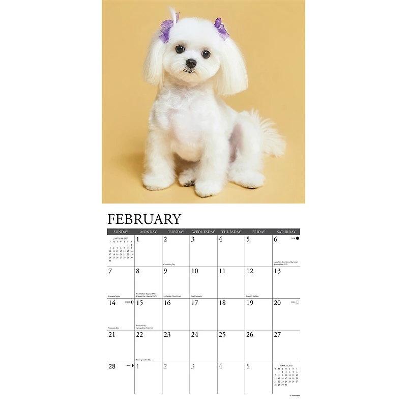 Maltese 2027 Wall Calendar - Online Only