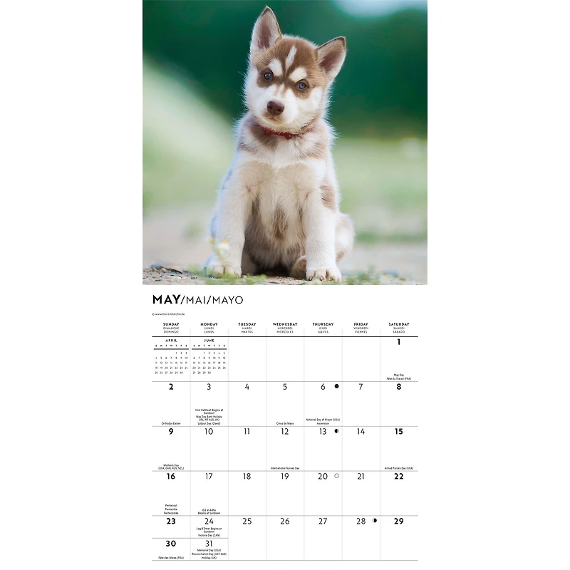 Siberian Husky Puppies 2027 Mini Calendar