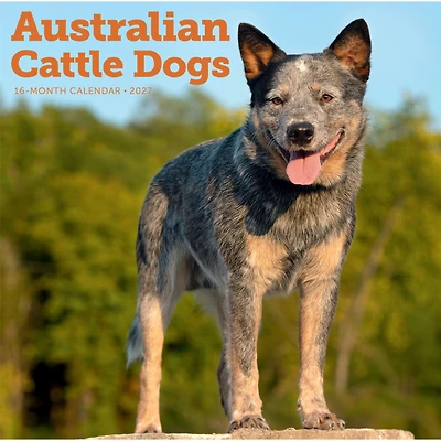 Australian Cattle Dogs 2027 Wall Calendar