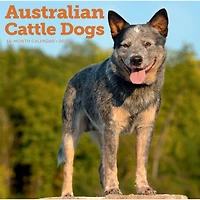 Australian Cattle Dogs 2027 Wall Calendar