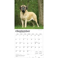 Mastiffs 2026 Wall Calendar