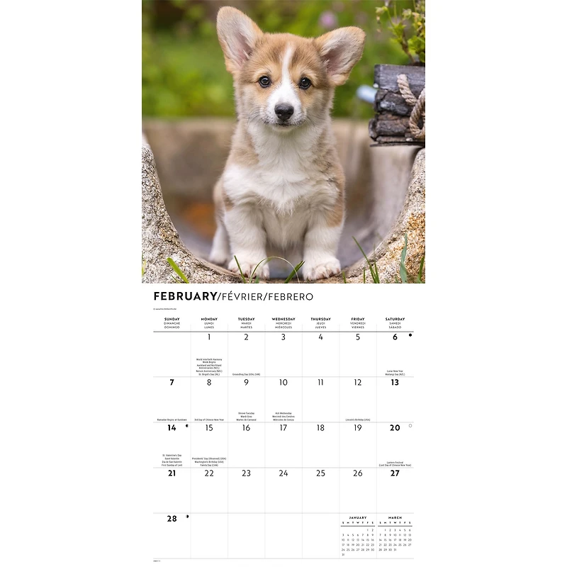 Corgi Puppies 2027 Wall Calendar
