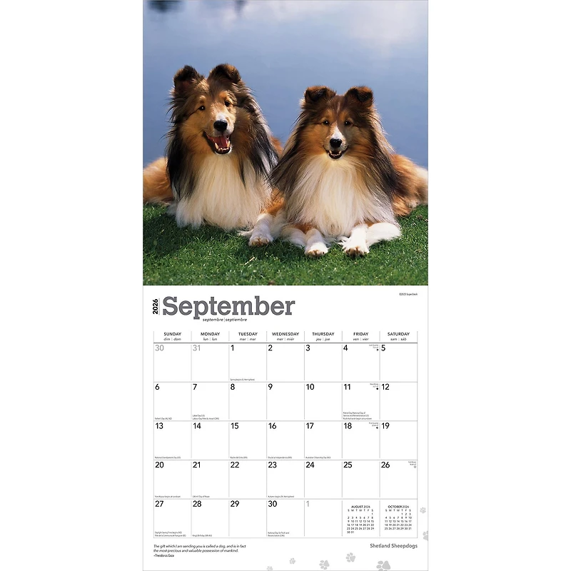 Shetland Sheepdogs 2026 Wall Calendar - Online Only