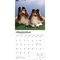 Shetland Sheepdogs 2026 Wall Calendar - Online Only