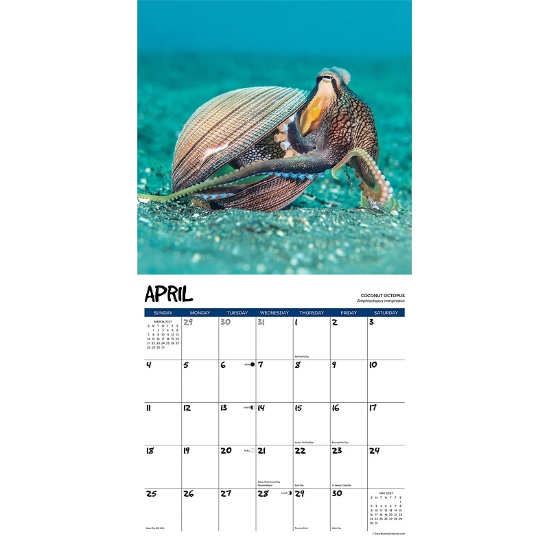 Octopus 2027 Wall Calendar