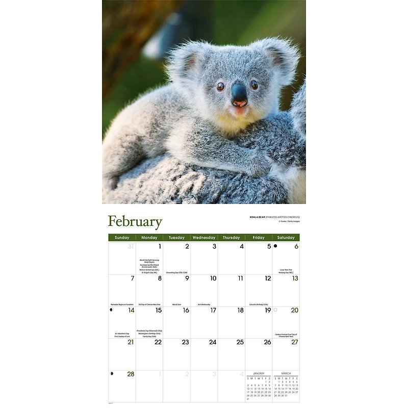 Baby Animals 2027 Wall Calendar