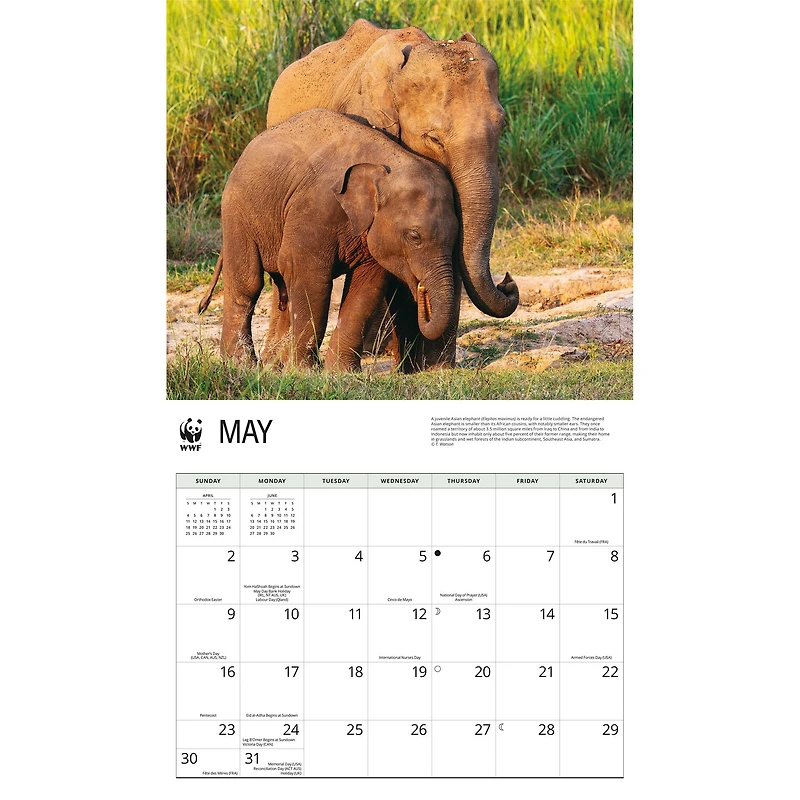 World Wildlife Fund Elephants 2027 Wall Calendar