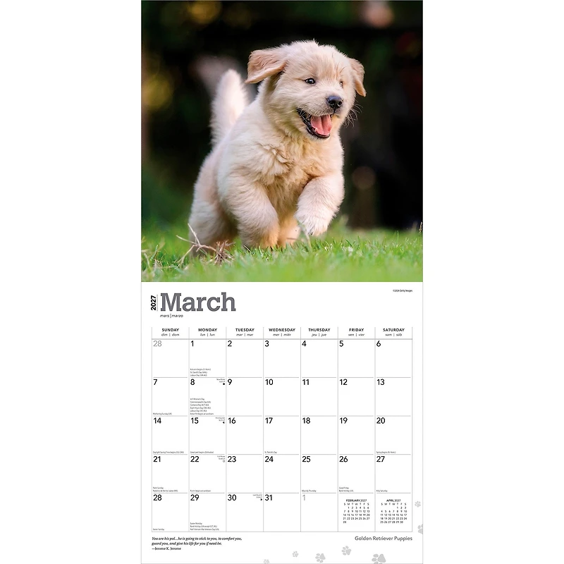 Golden Retriever Puppies 2027 Wall Calendar