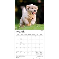 Golden Retriever Puppies 2027 Wall Calendar
