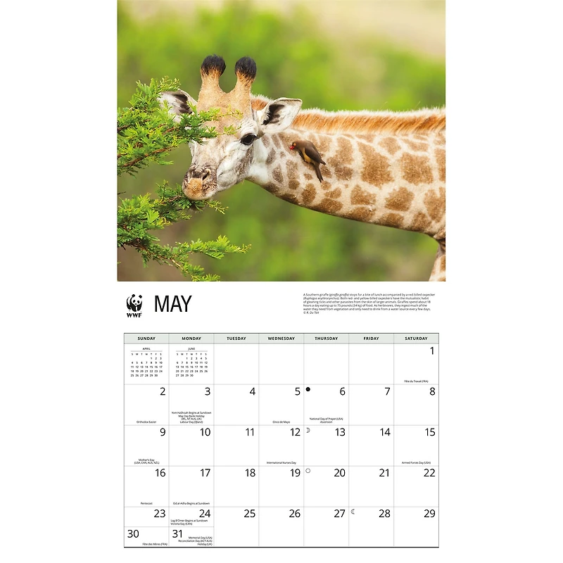 World Wildlife Fund Giraffes 2027 Wall Calendar