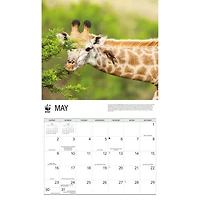 World Wildlife Fund Giraffes 2027 Wall Calendar
