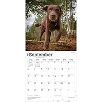 Chocolate Labs 2027 Wall Calendar