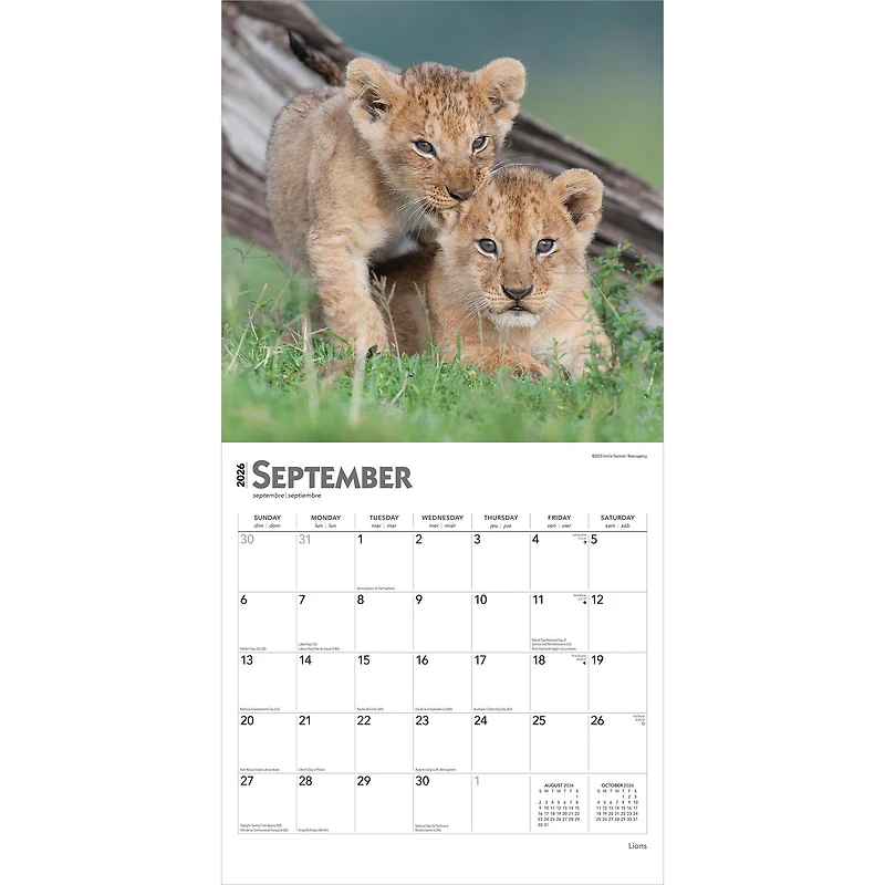 Lions 2026 Wall Calendar - Online Only