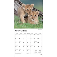 Lions 2026 Wall Calendar - Online Only