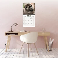 Apes 2026 Wall Calendar - Online Only