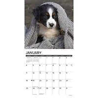 Just Australian Shepherd Puppies 2026 Wall Calendar