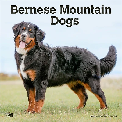Bernese Mountain Dogs 2026 Wall Calendar