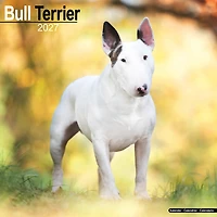 Bull Terriers 2027 Wall Calendar