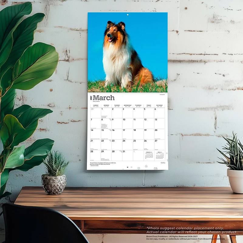 Collies 2027 Wall Calendar