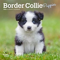 Border Collie Puppies 2026 Mini Calendar