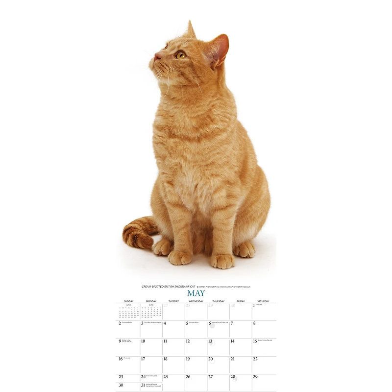 Cats 2027 Poster Calendar