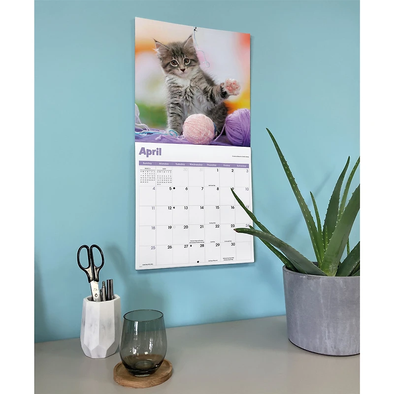 Curious Kittens 2027 Wall Calendar