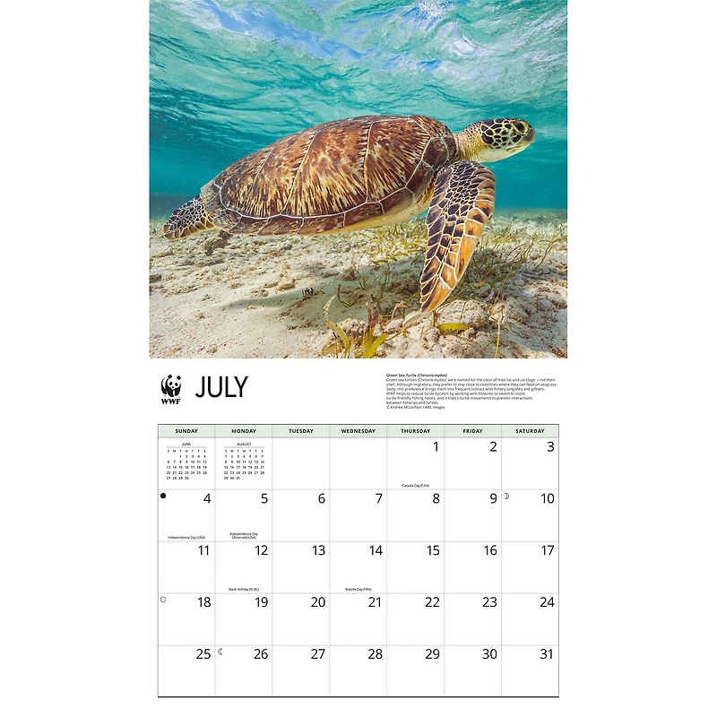 World Wildlife Fund Sea Turtles 2027 Wall Calendar