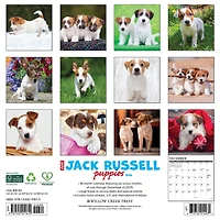 Just Jack Russell Puppies 2026 Wall Calendar - Online Only
