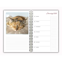 Cat Naps 2025-2026 Engagement Calendar