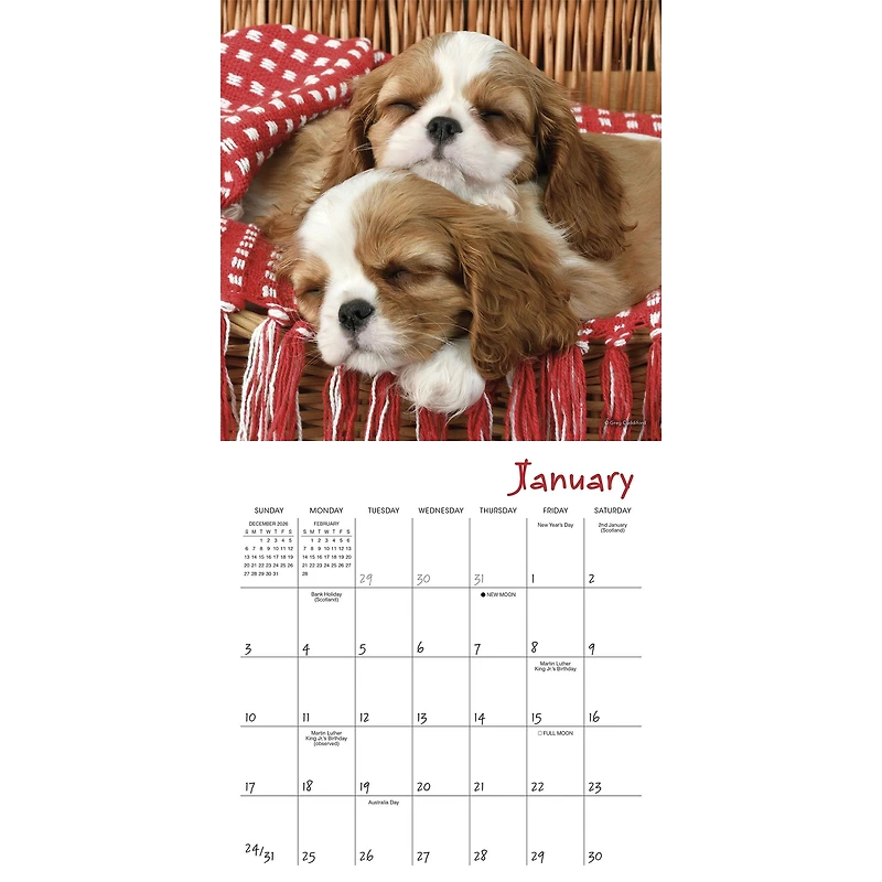 Pooped Puppies 2027 Mini Calendar