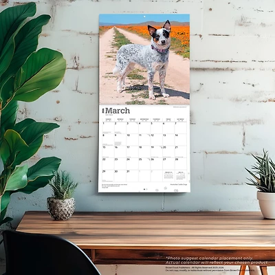 Australian Cattle Dogs 2026 Wall Calendar - Online Only