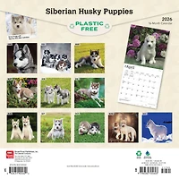 Siberian Husky Puppies 2026 Wall Calendar