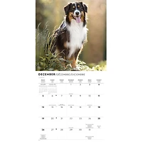 Australian Shepherds 2027 Wall Calendar