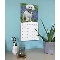 Bichon Frise 2027 Wall Calendar