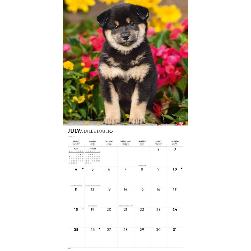Shiba Inu 2027 Wall Calendar