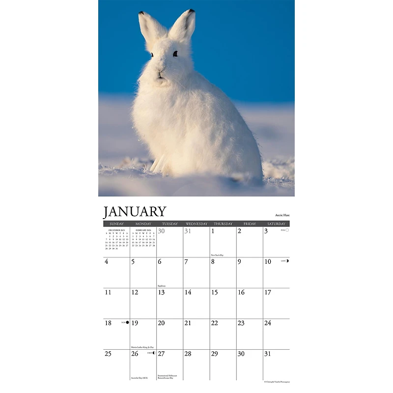 Wildlife 2026 Wall Calendar - Online Only