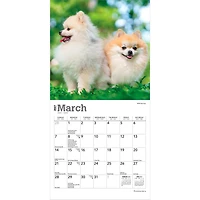 Pomeranians 2027 Mini Calendar