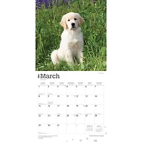 Golden Retriever Puppies 2026 Wall Calendar