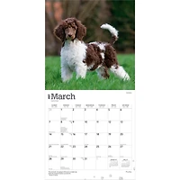 Poodles 2027 Wall Calendar