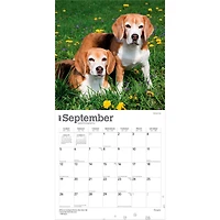 Beagles 2027 Wall Calendar