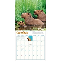 Capybara 2026 Wall Calendar