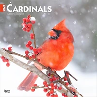Cardinals 2026 Wall Calendar