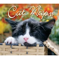 Cat Naps 2026 Box Calendar