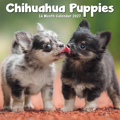 Chihuahua Puppies 2027 Mini Calendar