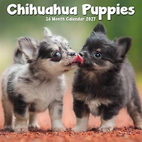 Chihuahua Puppies 2027 Mini Calendar