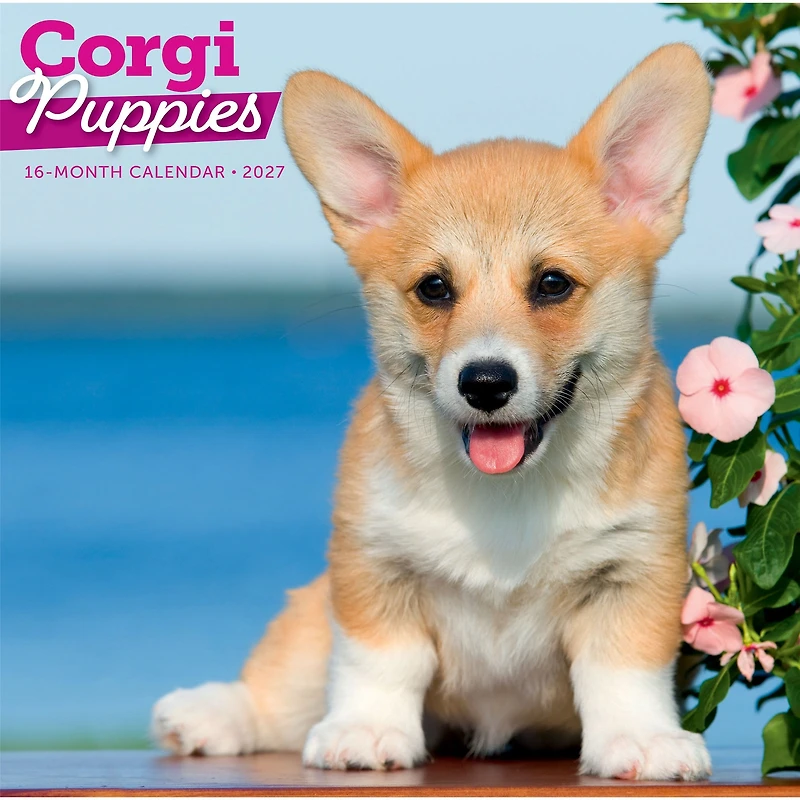 Corgi Puppies 2027 Wall Calendar